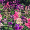 75 TRICOLOR CLARY SAGE Mix Blue Pink White Salvia Viridis Horminum Herb Flower Seeds