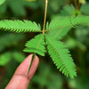 100 MIMOSA Pudica / SENSITIVE PLANT / Touch Me Not Flower Seeds