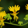 10 CANARY CREEPER NASTURTIUM Vine Tropaeolum Peregrinum Yellow Canarybird Flower Seeds