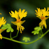 10 CANARY CREEPER NASTURTIUM Vine Tropaeolum Peregrinum Yellow Canarybird Flower Seeds