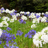 25 WHITE LILY of the NILE Agapanthus Orientalis African Lily Flower Seeds