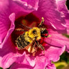 25 Dark Pink ROSE Of SHARON HIBISCUS Syriacus Flower Tree Bush Seeds