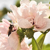 50 Mixed Colors ROSE Of SHARON HIBISCUS Syriacus Flower Tree Bush Seeds Mix