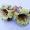 20 INDIAN TRUMPET Flower TREE (Midnight Horror / Broken Bones Plant / Tree of Damocles) Oroxylum Indicum Seeds