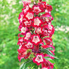 10 SCARLET PENSTEMON Hartwegii Beardtongue Red & White Flower Seeds
