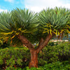Dragon Tree Seeds – Dracaena Draco Canary Island Drago Blood Asparagus Yucca Evergreen Succulent Houseplant – photo 12