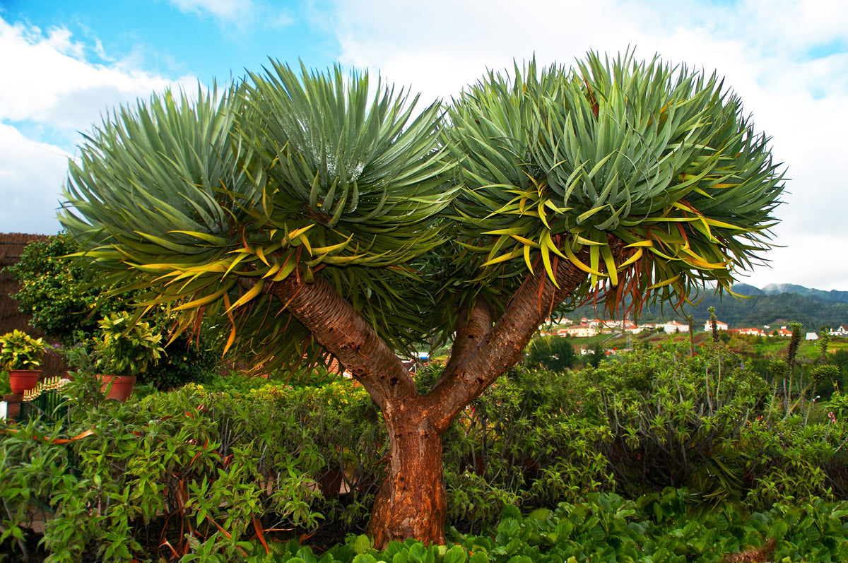Dragon Tree Seeds – Dracaena Draco Canary Island Drago Blood Asparagus Yucca Evergreen Succulent Houseplant – photo 12