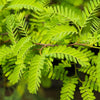 10 Thornless HONEYLOCUST Gleditsia Triacanthos Inermis Imperial Honey Locust Golden Yellow Tree Seeds