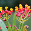 100 SUNSET MILKWEED Asclepias Curassavica Scarlet Blood Flower Red Orange Butterfly Weed Seeds