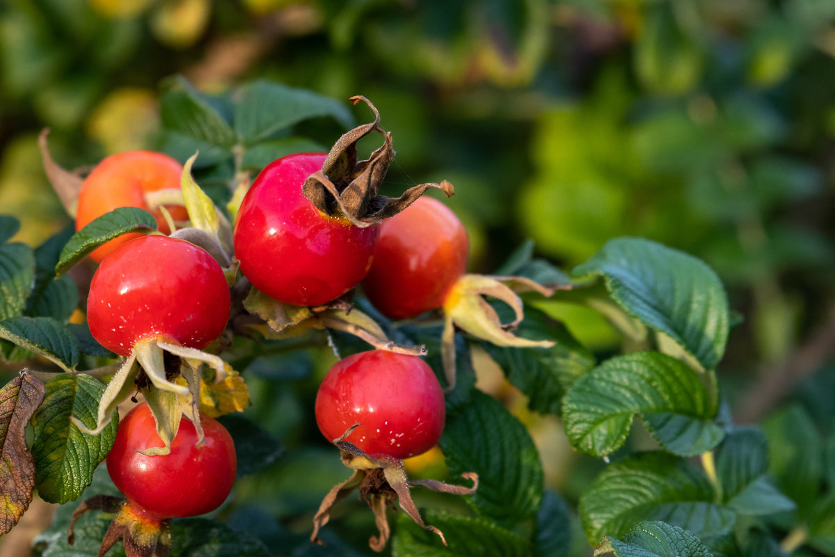 White Japanese Rose Seeds – Rosa Rugosa Alba Bush Rugosa Rose Flower – photo 5
