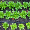 500 Dutch CORN SALAD Lambs Lettuce Valerianella Locusta Herb Vegetable Seeds