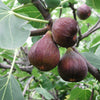 30 COMMON Edible FIG TREE Ficus Carica Purple Brown Skin Pink Flesh Fruit Seeds