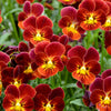 50 RED & YELLOW PANSY Violet Viola Wittrockiana Flower Seeds