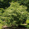 50 WASHINGTON HAWTHORN Crataegus Phaenopyrum Mayflower Shrub Tree Edible Fruit & White Flowers Seeds