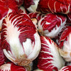 100 RADICCHIO DI TREVISO Radicchio Rose Vegetable Seeds