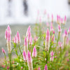 Flamingo Feather Wheat Celosia Spicata Pink & White Flower Seeds – photo 9