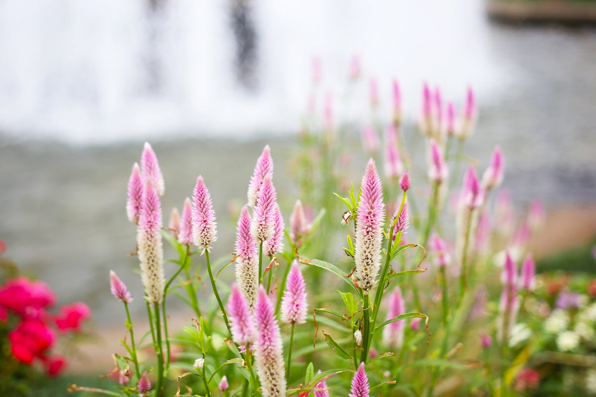 Flamingo Feather Wheat Celosia Spicata Pink & White Flower Seeds – photo 9