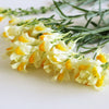 500 BUTTER & EGGS TOADFLAX Linaria Vulgaris Wild Snapdragon Bicolor Yellow Flower Seeds