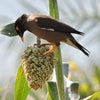 Wild Game Food Plot Sorghum Seeds –
