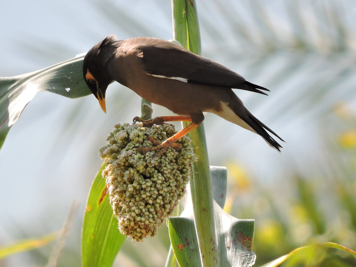 Wild Game Food Plot Sorghum Seeds –