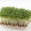 1500 UPLAND CRESS American Land Cress Barbarea Verna Creasy Vegetable Herb Seeds