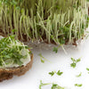 1500 UPLAND CRESS American Land Cress Barbarea Verna Creasy Vegetable Herb Seeds