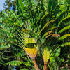 10 TRAVELLER'S PALM TREE Ravenala Madagascariensis Flower Houseplant Seeds