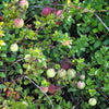Perennial Cranberry Seeds – American Vaccinium Macrocarpon Red Fruit Bush – photo 6