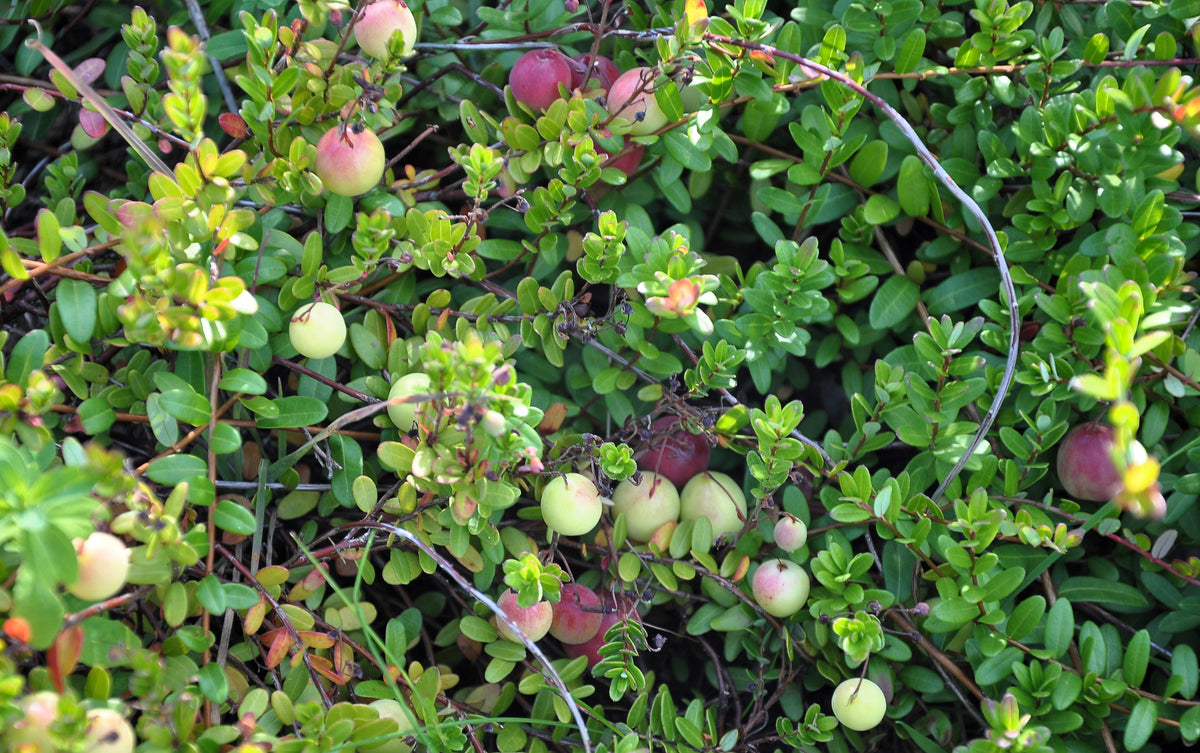 Perennial Cranberry Seeds – American Vaccinium Macrocarpon Red Fruit Bush – photo 6