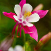 50 ROSE STAR COLUMBINE Aquilegia Caerulea Bicolor Rose Pink & White Flower Seeds