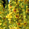150 YELLOW VERBASCUM Thapsus Common Mullein Flower Herb Seeds