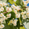 Variegated Arctic Beauty Kiwi Seeds – Fruit Edible Actinidia Kolomikta Vine – photo 8