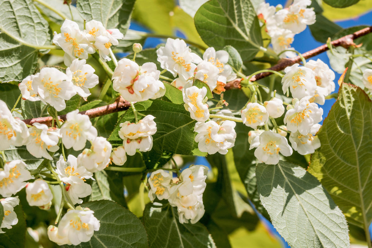 Variegated Arctic Beauty Kiwi Seeds – Fruit Edible Actinidia Kolomikta Vine – photo 8