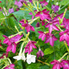 Heirloom Mixed Colors Nicotiana Seeds – (Ornamental Flowering Tobacco) Nicotiana Alata Flower – photo 10