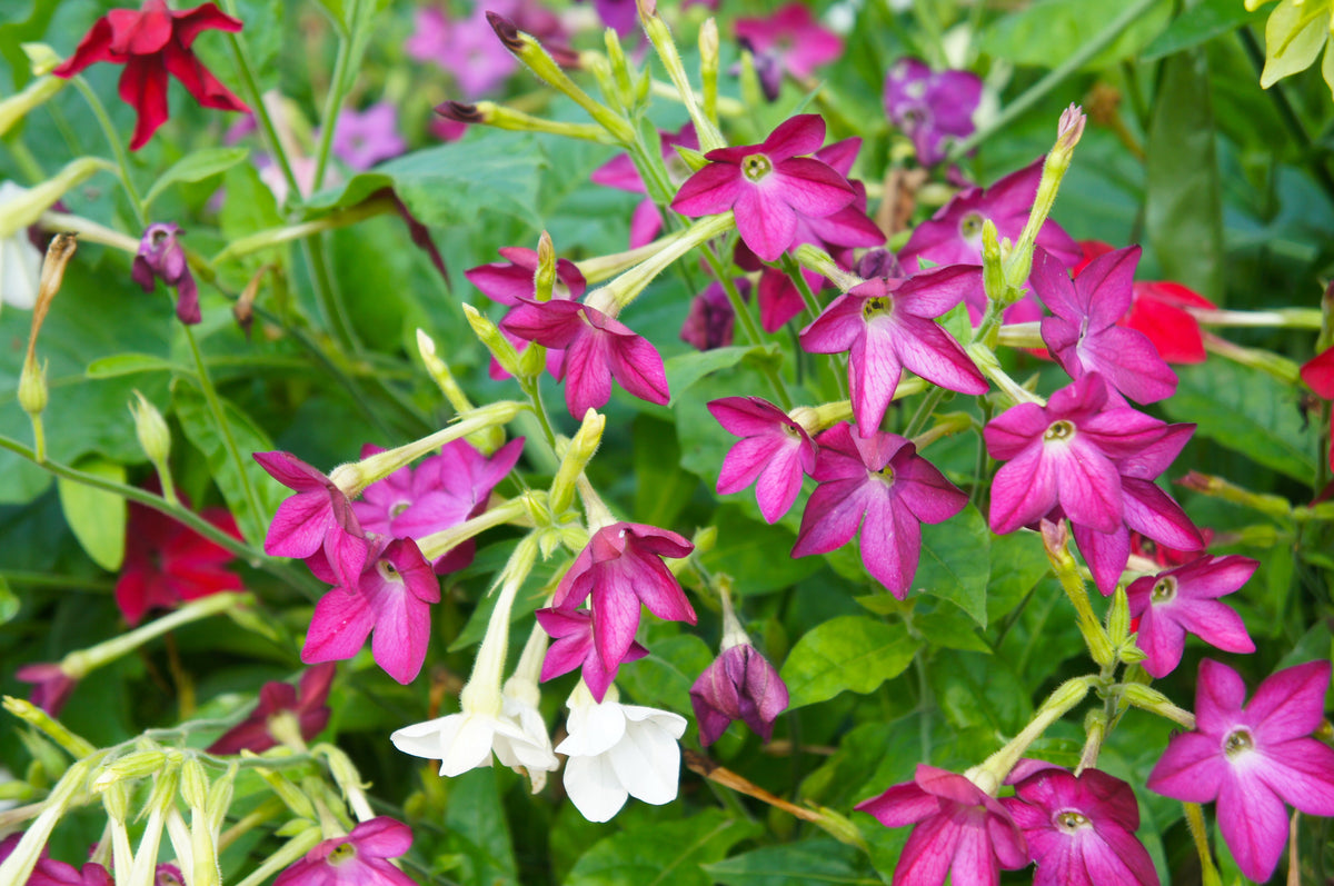 Heirloom Mixed Colors Nicotiana Seeds – (Ornamental Flowering Tobacco) Nicotiana Alata Flower – photo 10
