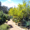 25 JERUSALEM THORN TREE Mexican Palo Verde Parkinsonia Aculeata Yellow & Red Flower Large Shrub Small Tree Legume Seeds