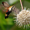 50 BUTTONBUSH / HONEYBALL Cephalanthus Occidentalis White Hummingbird Flower Bush Shrub Seeds