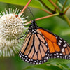 50 BUTTONBUSH / HONEYBALL Cephalanthus Occidentalis White Hummingbird Flower Bush Shrub Seeds