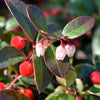 20 Creeping WINTERGREEN / TEABERRY Gaultheria Procumbens Evergreen Flower Seeds