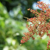 30 CHINESE SUMAC TREE Nutgall White Flowers Red Berries Rhus Chinensis Seeds