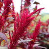 500 RED GARNET AMARANTH Amaranthus Tricolor Vegetable Flower Seeds