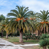 10 CANARY ISLAND Date PALM Phoenix Canariensis Tree Seeds
