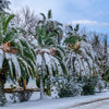 10 CANARY ISLAND Date PALM Phoenix Canariensis Tree Seeds