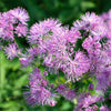 5 COLUMBINE MEADOW RUE Thalictrum Aquilegifolium Purple Pink Flower Seeds