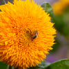150 Double DWARF TEDDYBEAR SUNFLOWER Helianthus Annuus Yellow Flower Seeds