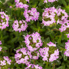 3000 SUMMER SAVORY Satureja Hortensis Herb Purple Flower Seeds