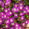 25 STARDUST ICE PLANT Mesembryanthemum Delosperma Floribunda Perennial Purple & White Flower Seeds