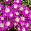 25 STARDUST ICE PLANT Mesembryanthemum Delosperma Floribunda Perennial Purple & White Flower Seeds