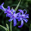 10 BLUE SIBERIAN LILY Mountain Ixia Altai Ixiolirion Tataricum Flower Seeds