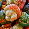 10 American TURKS TURBAN SQUASH Gourd Cucurbita Maxima Vine Seeds